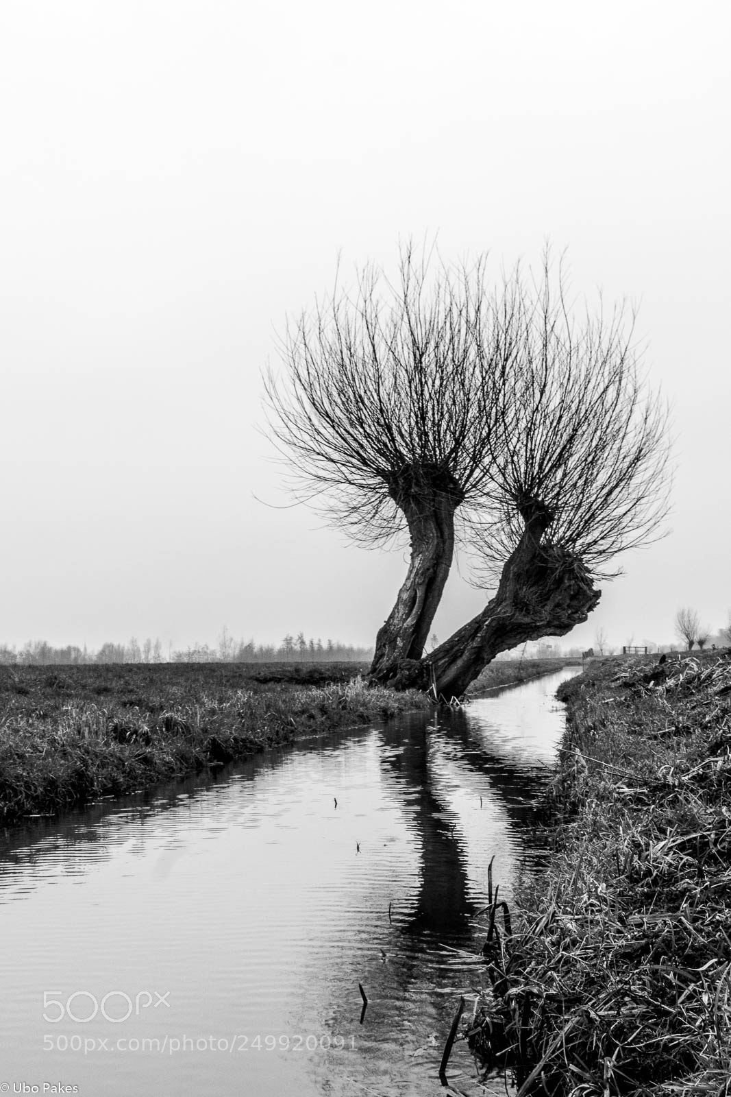 Sony a6300 sample photo. Two pollard willows photography