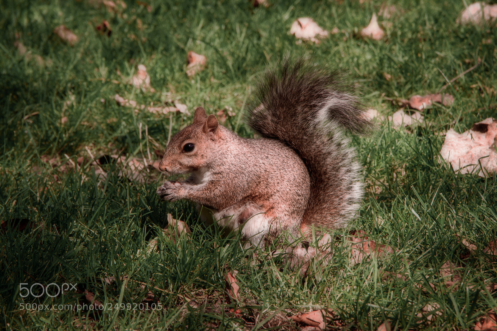 Canon EOS 7D sample photo. Squirrel in the lawn photography