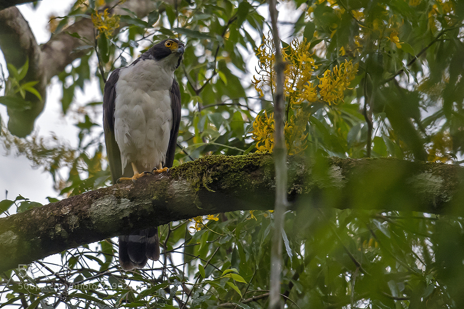 Nikon D5 sample photo. Gray-bellied hawk photography
