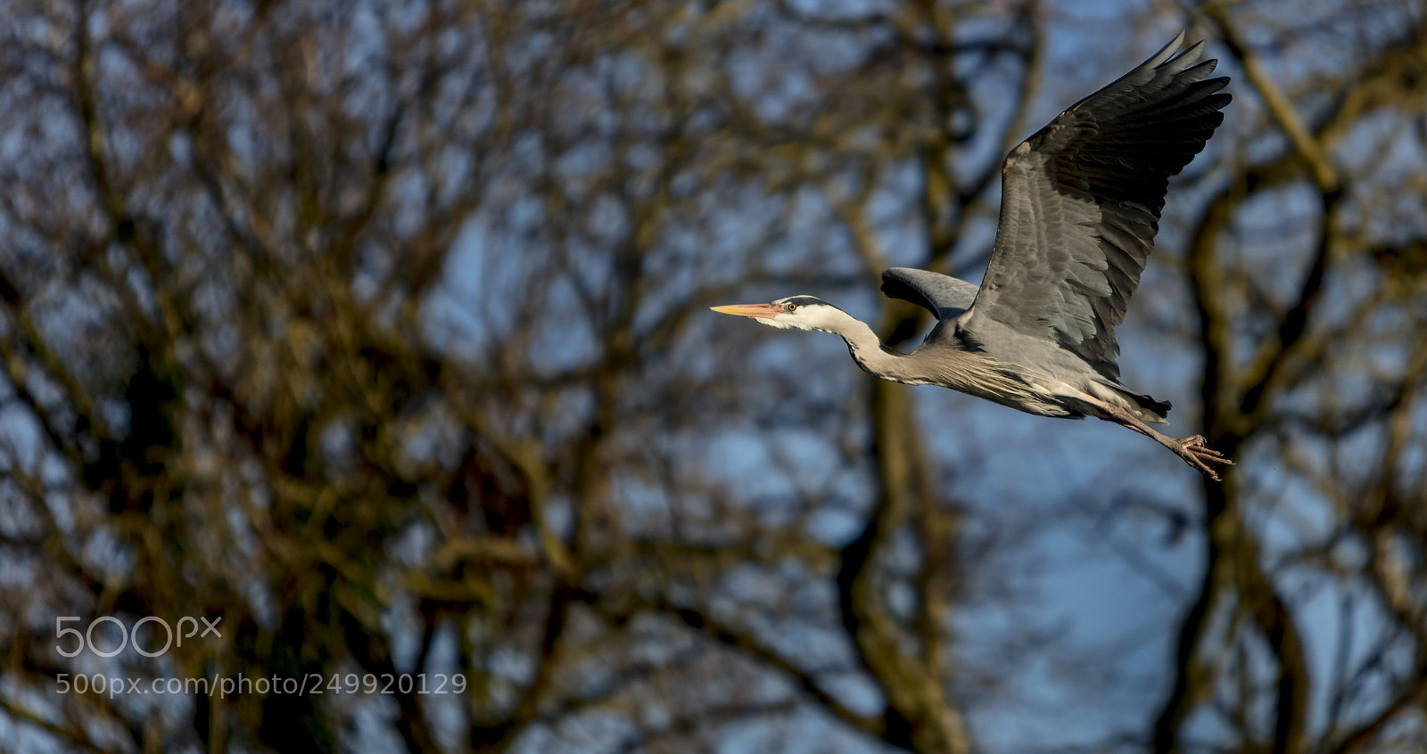 Canon EOS 5DS R sample photo. Heron ireland photography