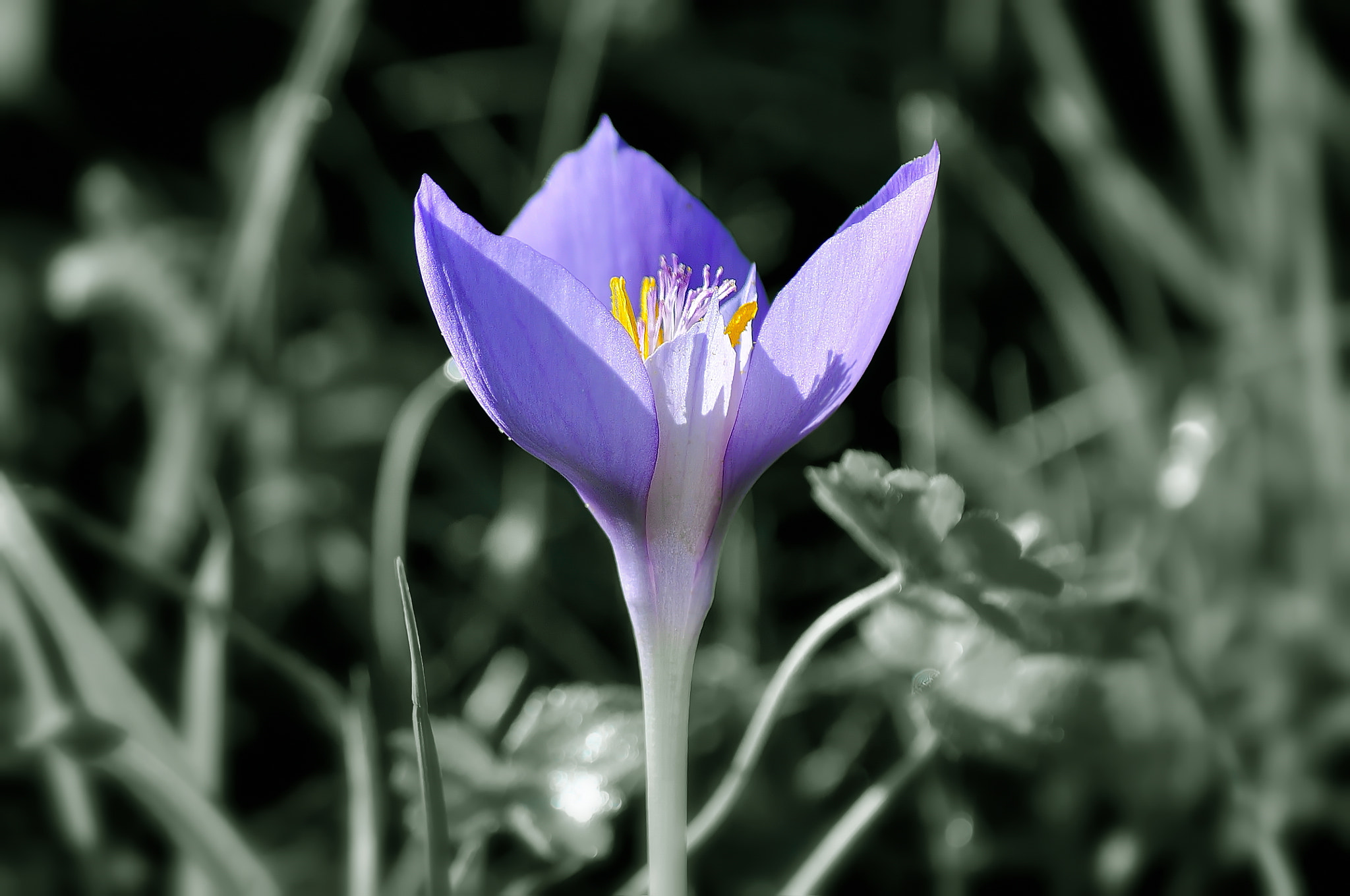 Nikon D5000 sample photo. Crocus photography