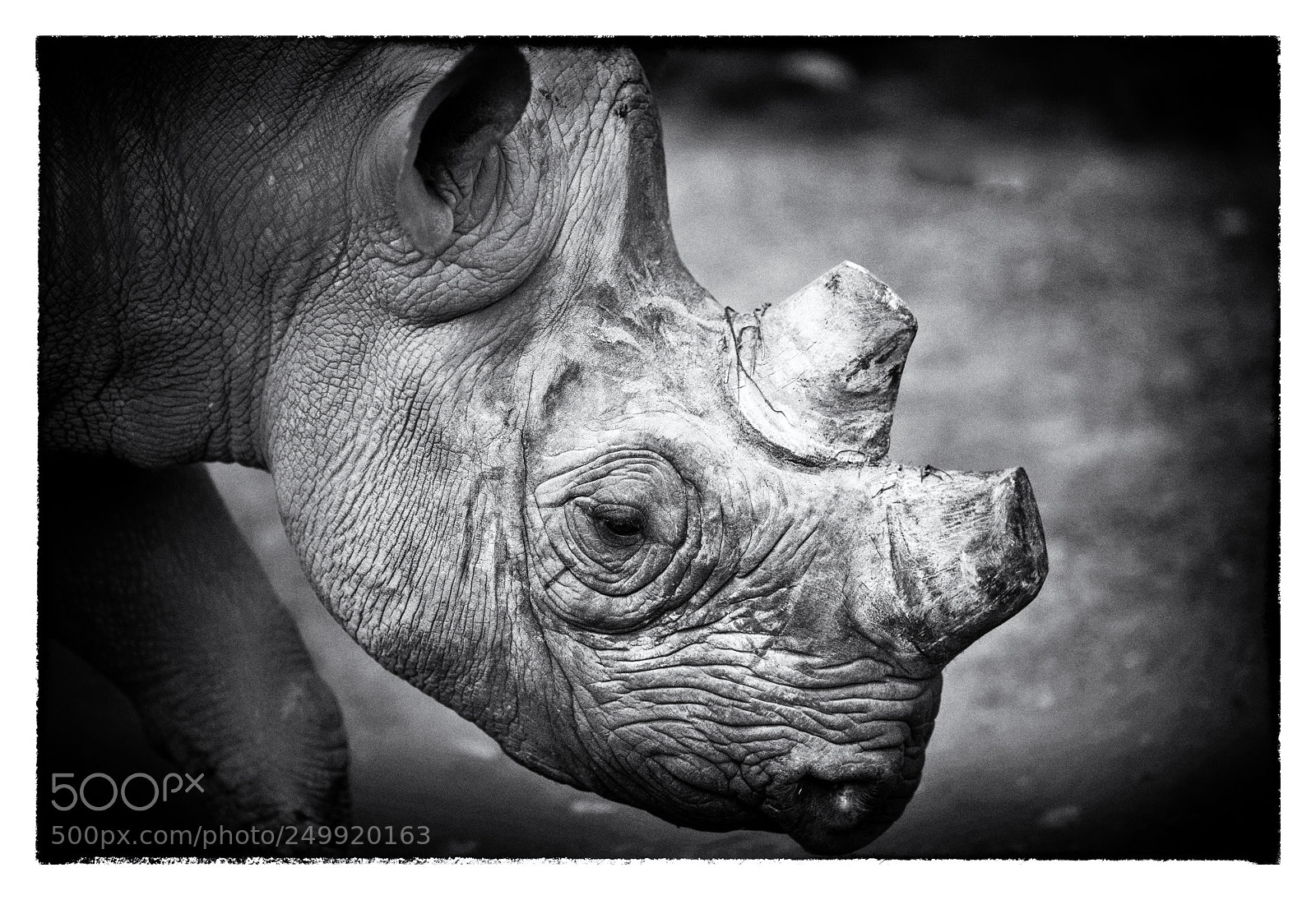 Nikon D850 sample photo. Rhino in sadness photography