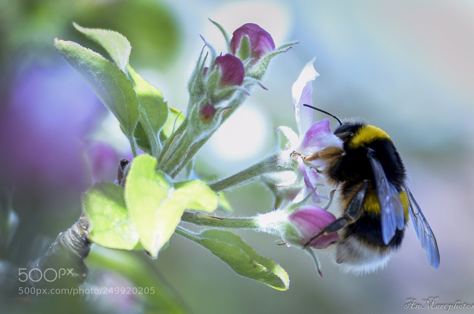 Nikon D7000 sample photo. Bzzzzzz () photography