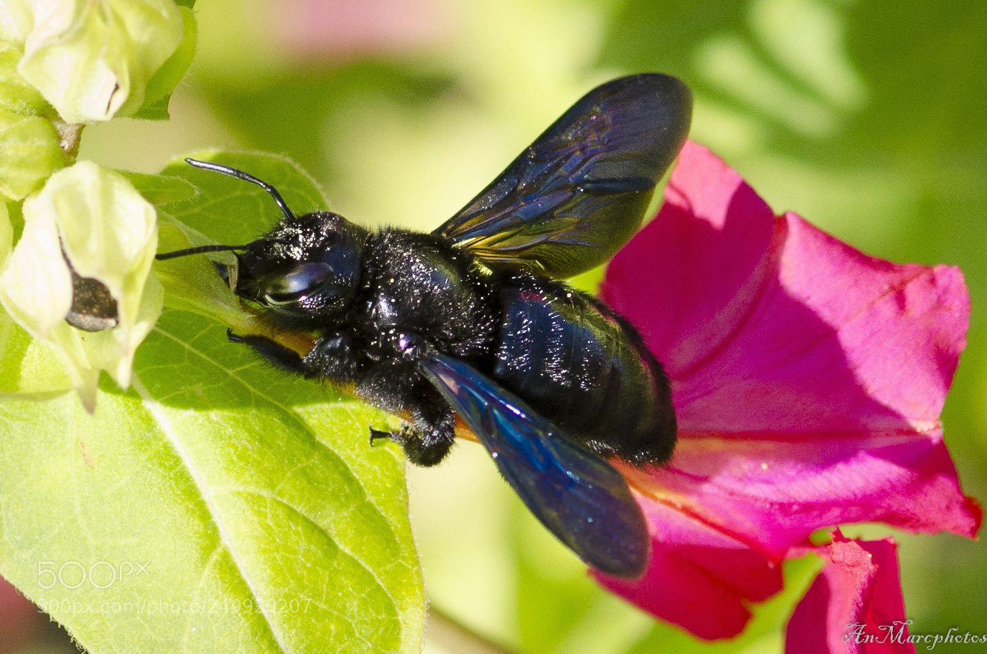 Nikon D7000 sample photo. Bzzzzzz () photography