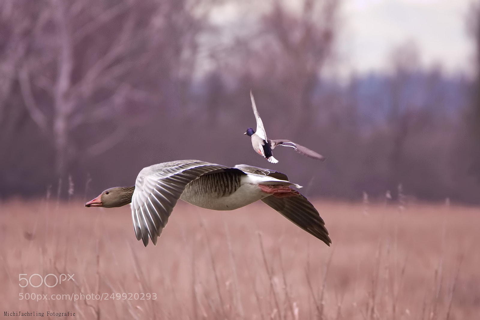 Nikon D7200 sample photo. Goose photography