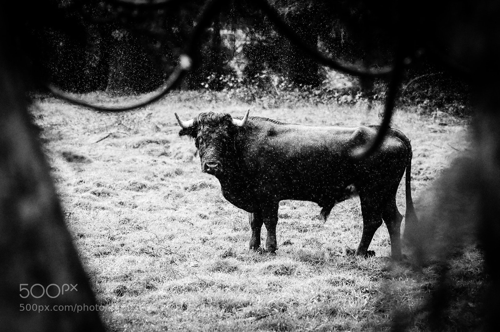 Nikon D90 sample photo. ... photography
