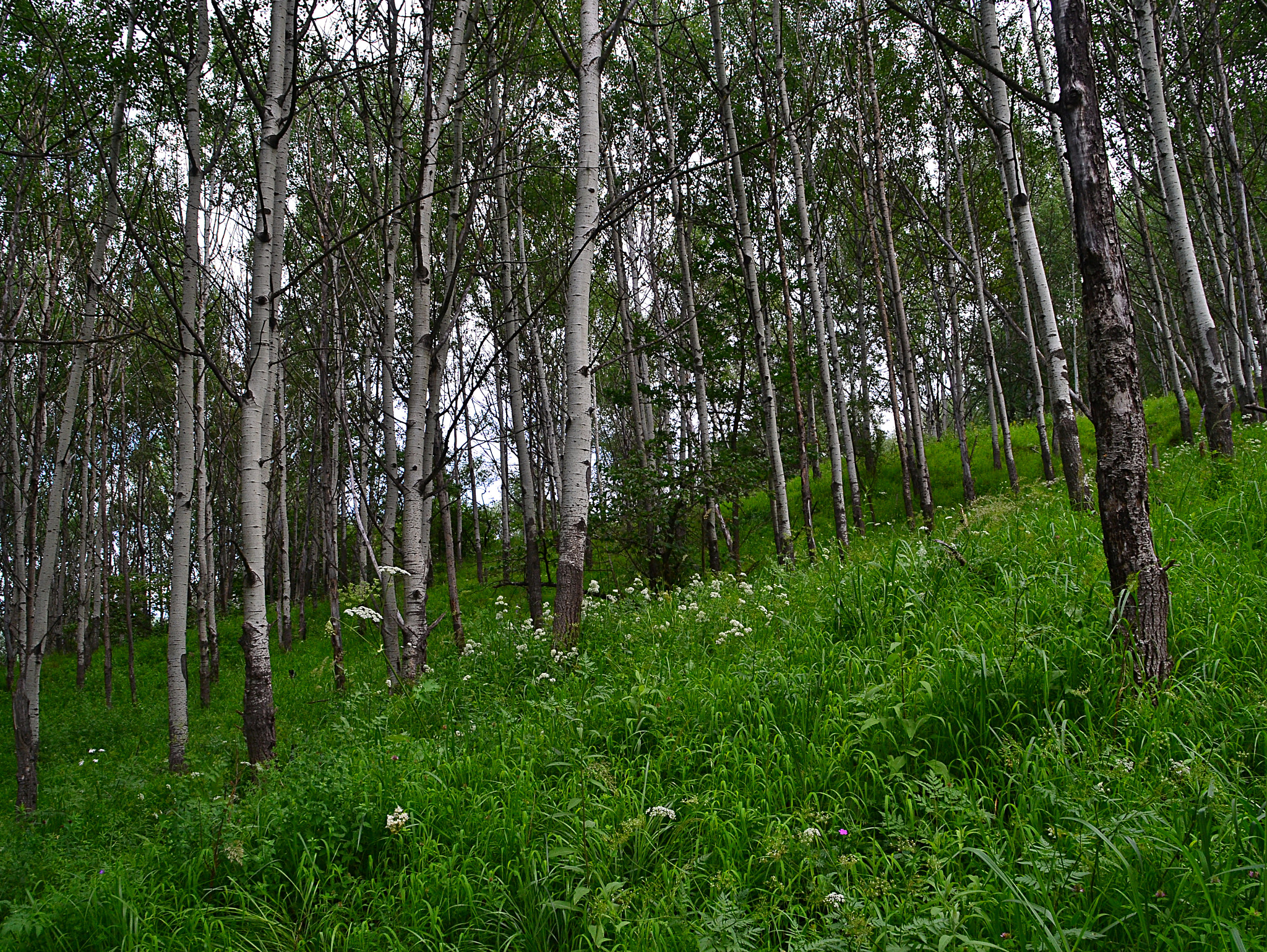 Nikon D3100 sample photo. The aspens fix the slope photography