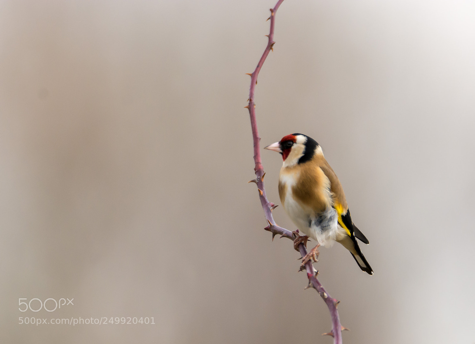 Nikon D7100 sample photo. Goldfinch photography