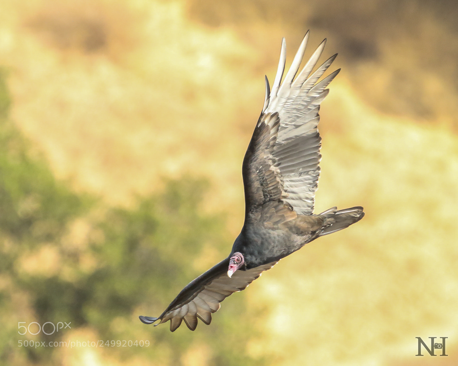 Canon EOS 7D Mark II sample photo. Turkey vulture on patrol photography
