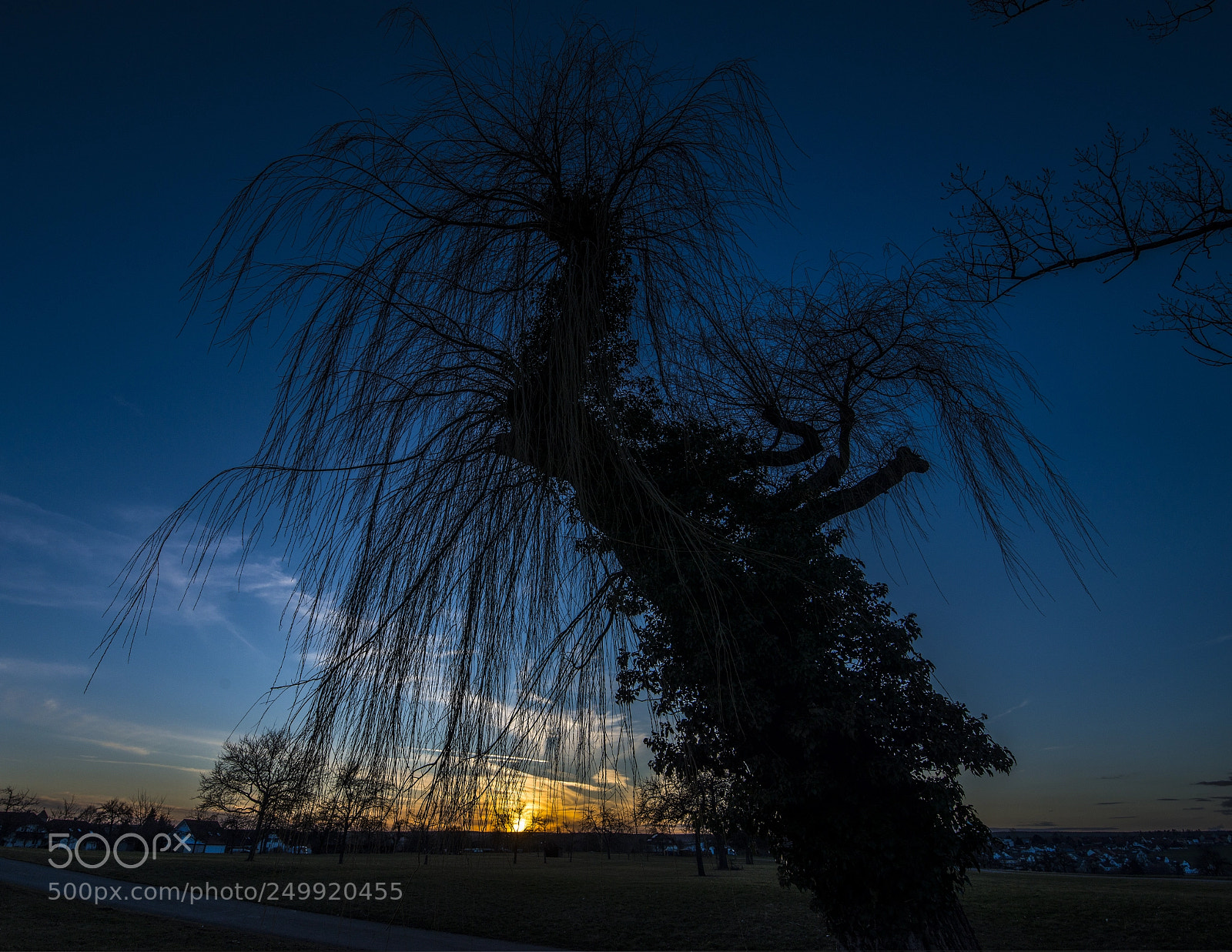 Nikon D800 sample photo. Sunset willow photography