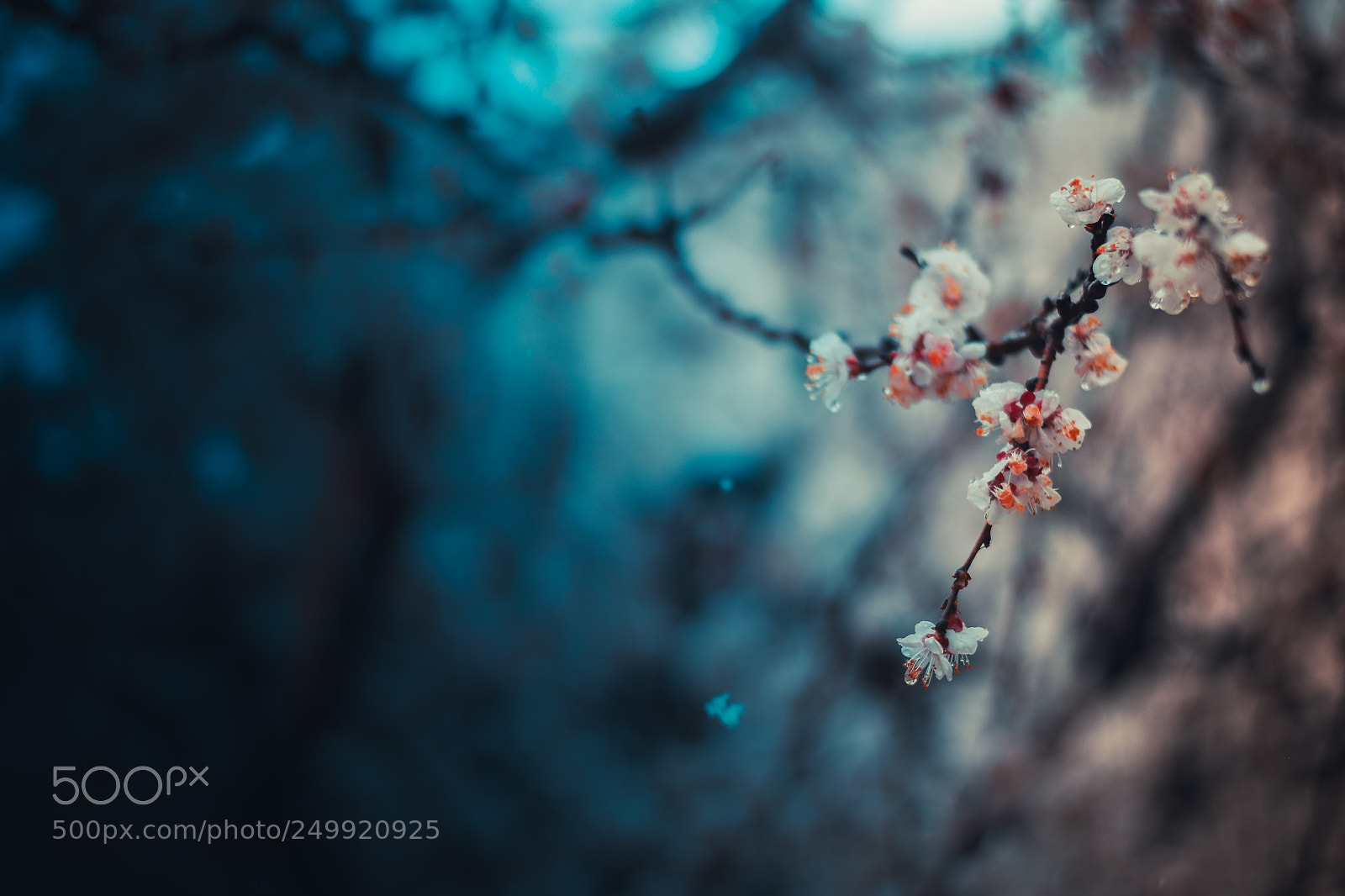 Nikon D5300 sample photo. Harmony of nature photography