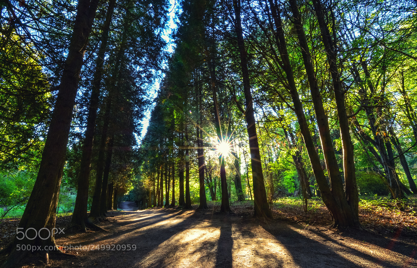 Nikon D7100 sample photo. Forest star photography