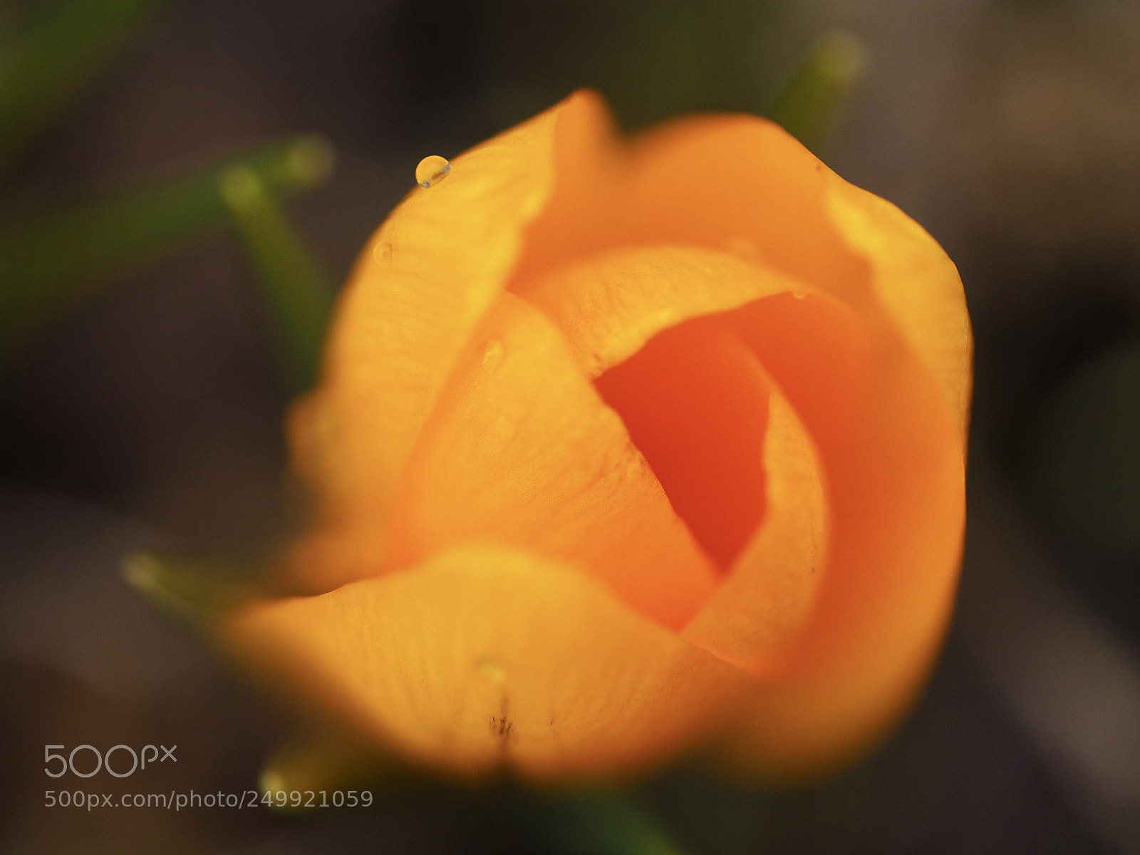 Olympus OM-D E-M10 II sample photo. Crocus  — like a rose . photography