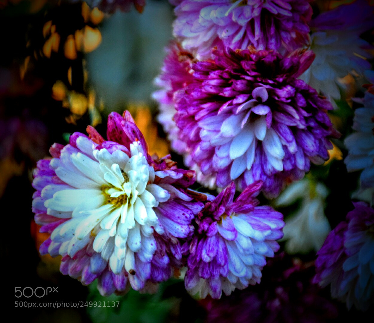Nikon D5300 sample photo. Flower photography