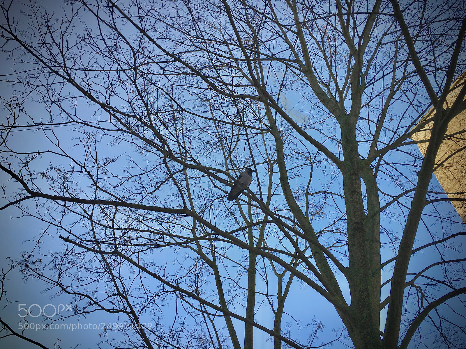 Apple iPhone 6s sample photo. ветви photography