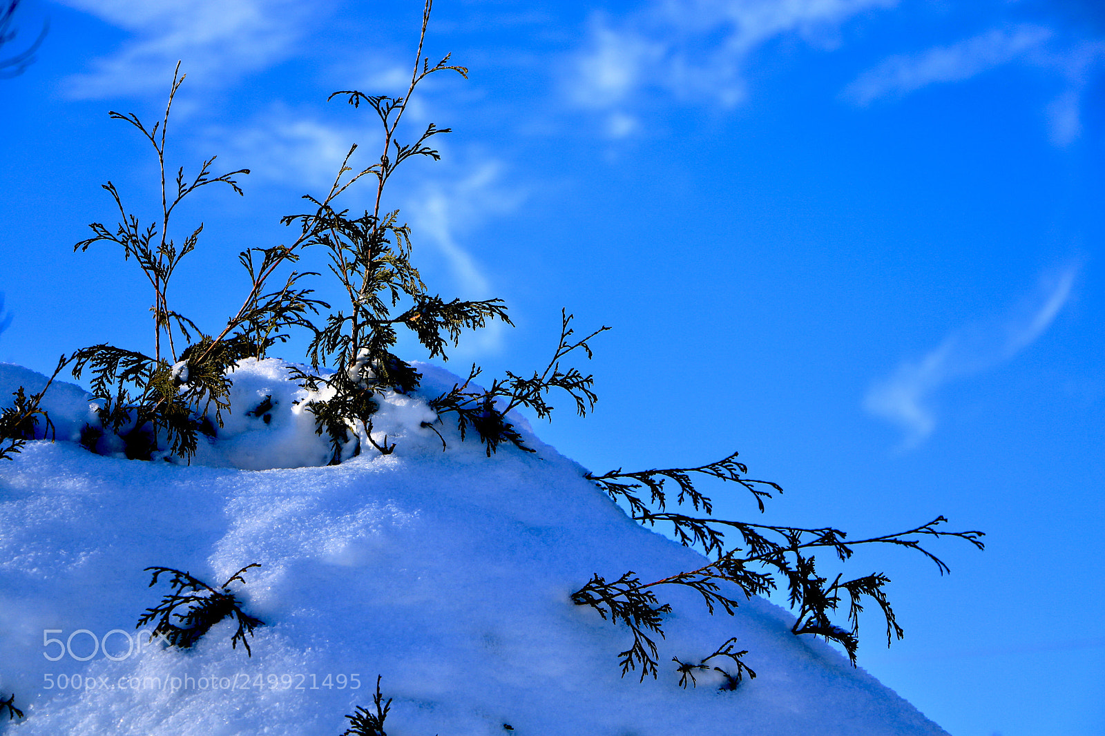 Canon EOS 760D (EOS Rebel T6s / EOS 8000D) sample photo. Promise of spring photography