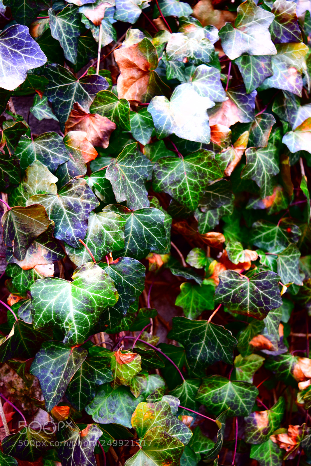 Nikon D3300 sample photo. A wall of green photography