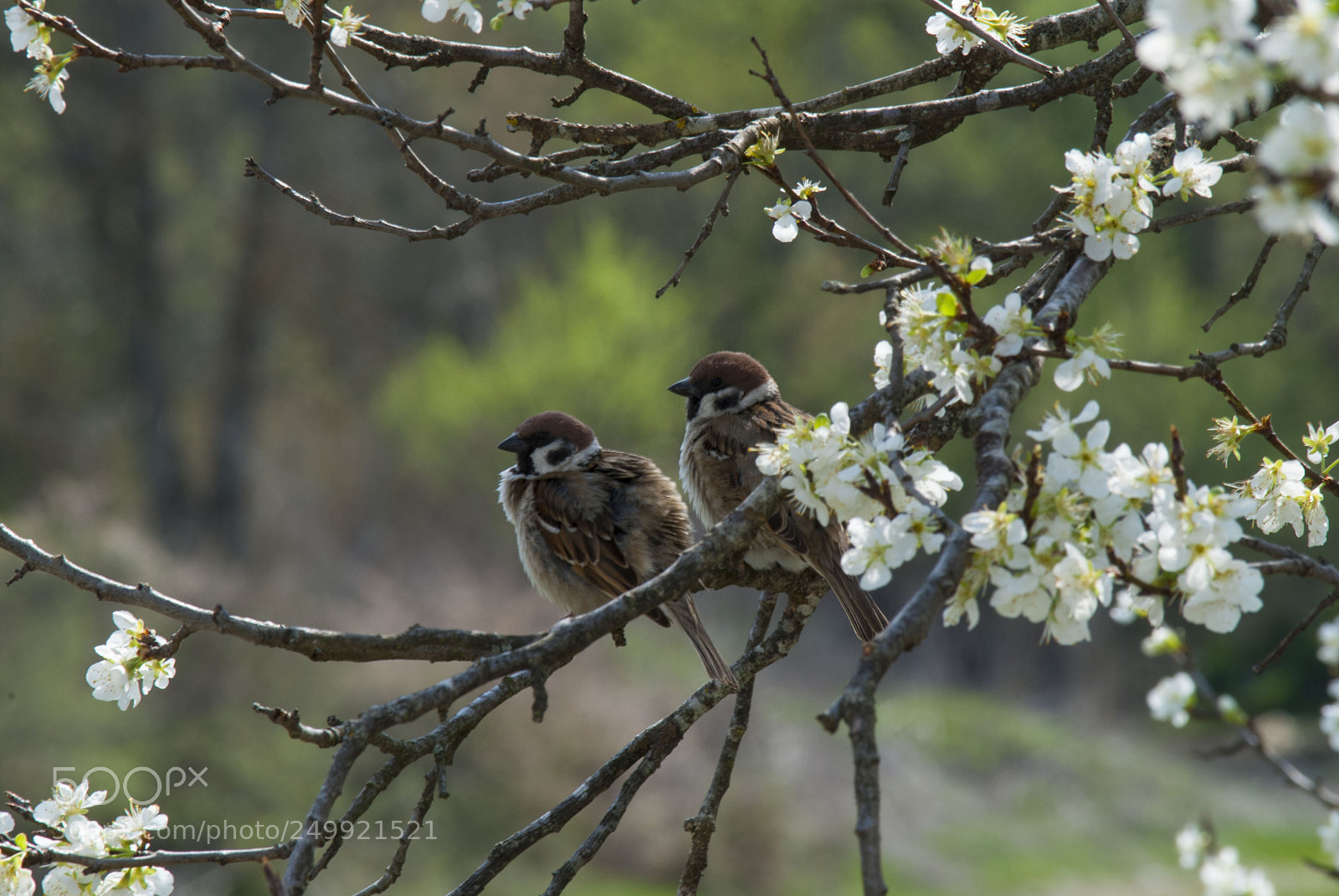 Nikon D3000 sample photo. Spring love photography