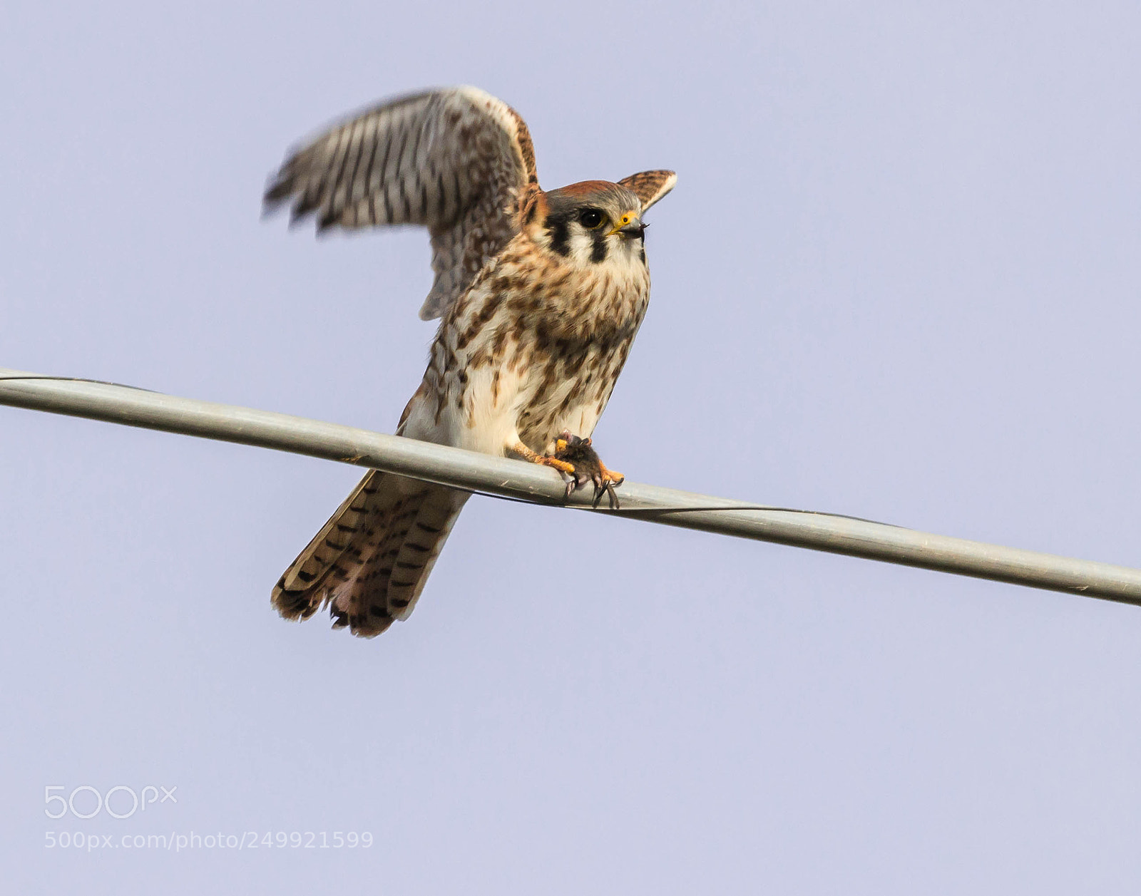 Canon EOS 600D (Rebel EOS T3i / EOS Kiss X5) sample photo. Female kestrel photography