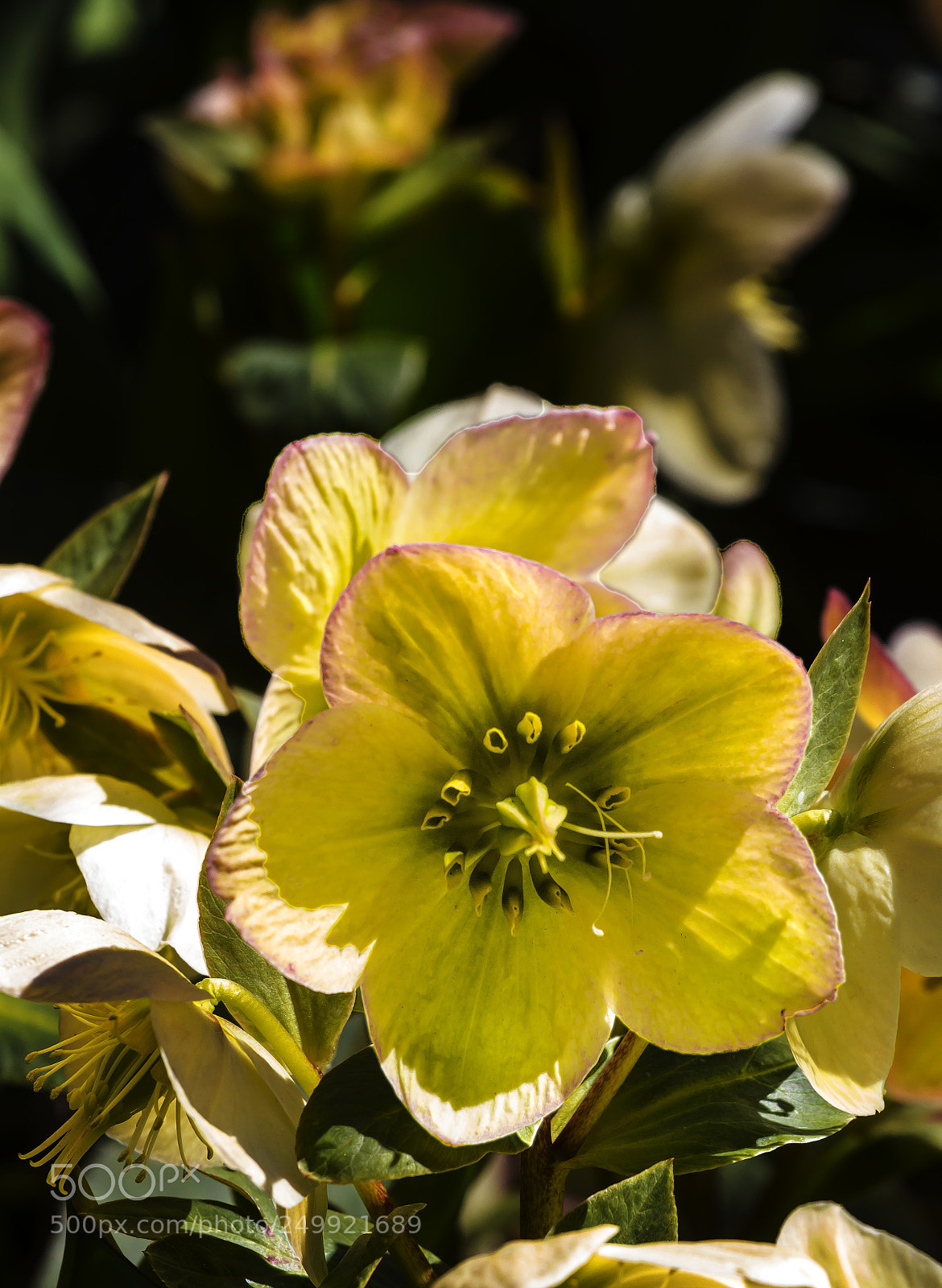 Canon EOS 60D sample photo. Spring flowers photography
