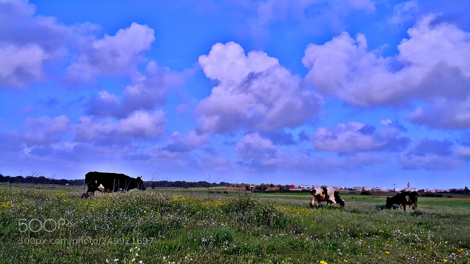 Samsung Galaxy Note4 sample photo. Rural grazing photography