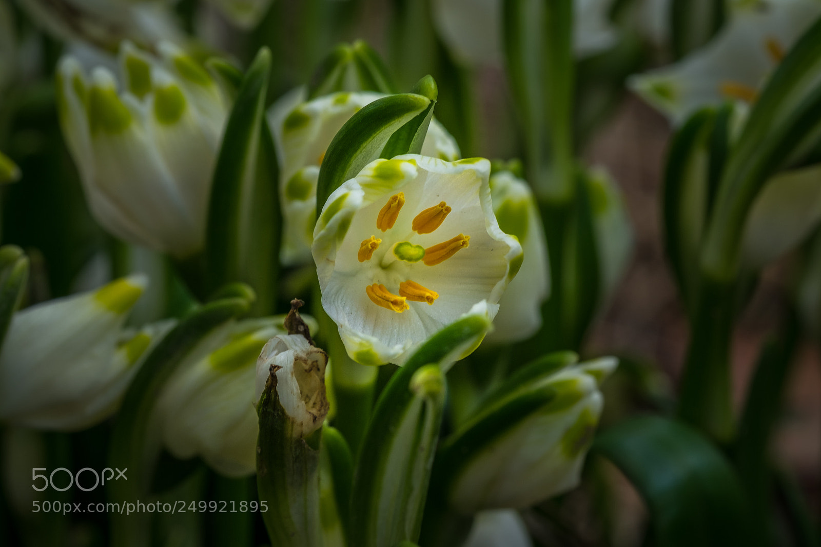 Fujifilm X-T1 sample photo. Märzenbecher (leucojum vernum) photography