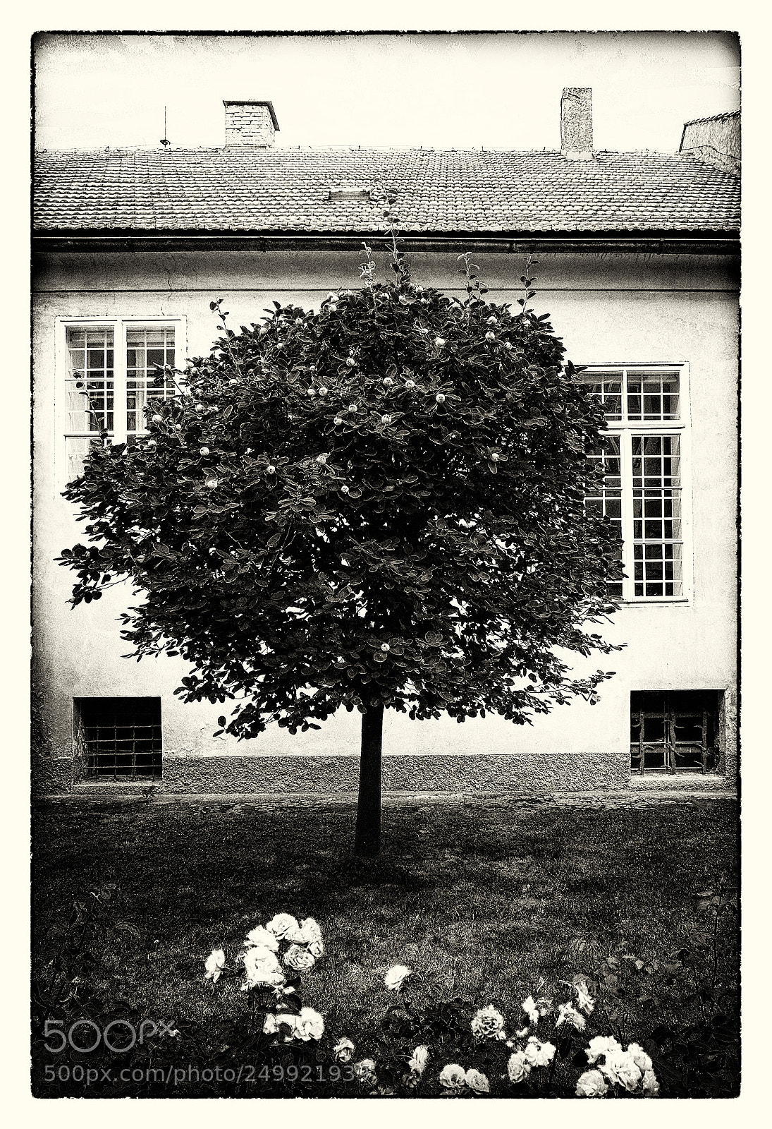 Fujifilm X-E1 sample photo. Apple tree photography