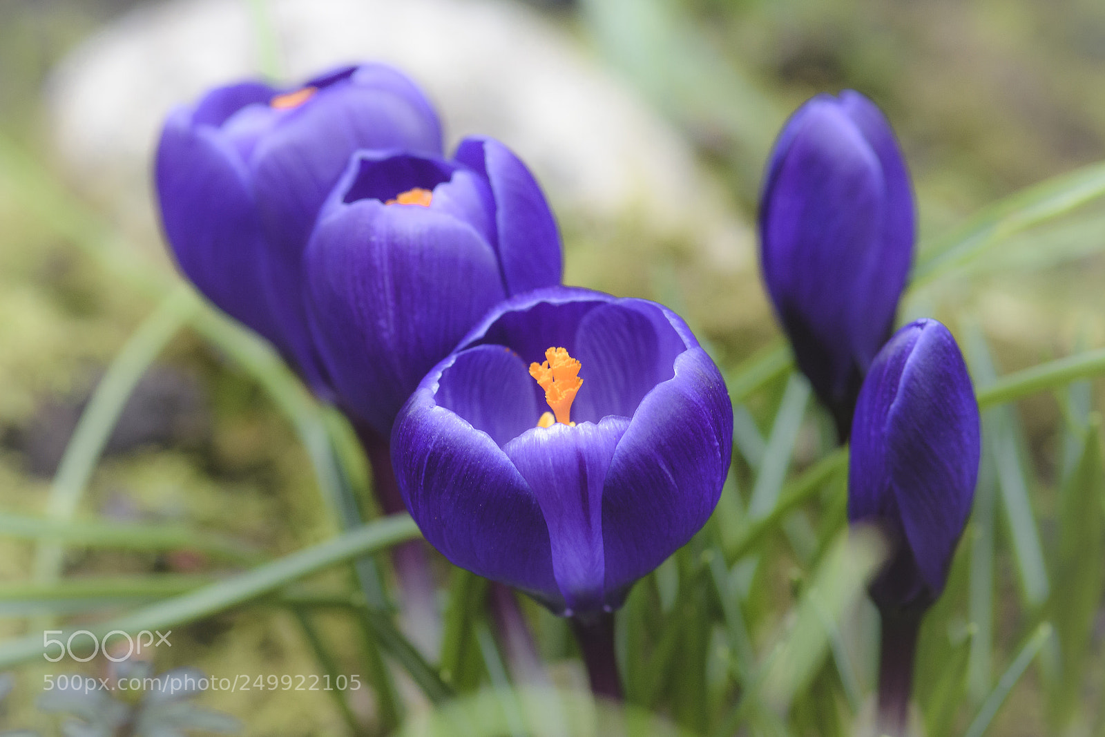 Nikon D7200 sample photo. Spring is coming... photography