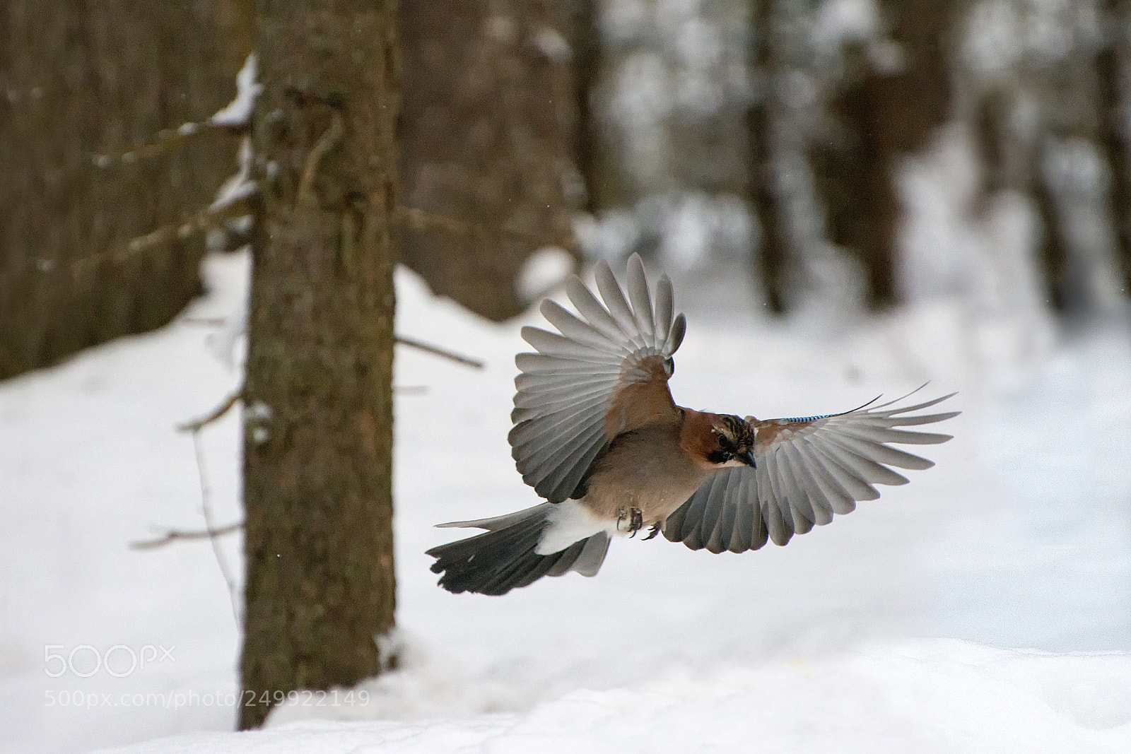 Nikon D7200 sample photo. Сойка photography