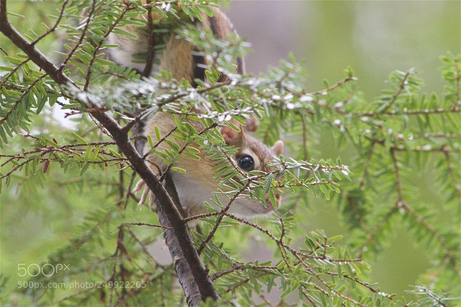Nikon D500 sample photo. Sign of spring? photography