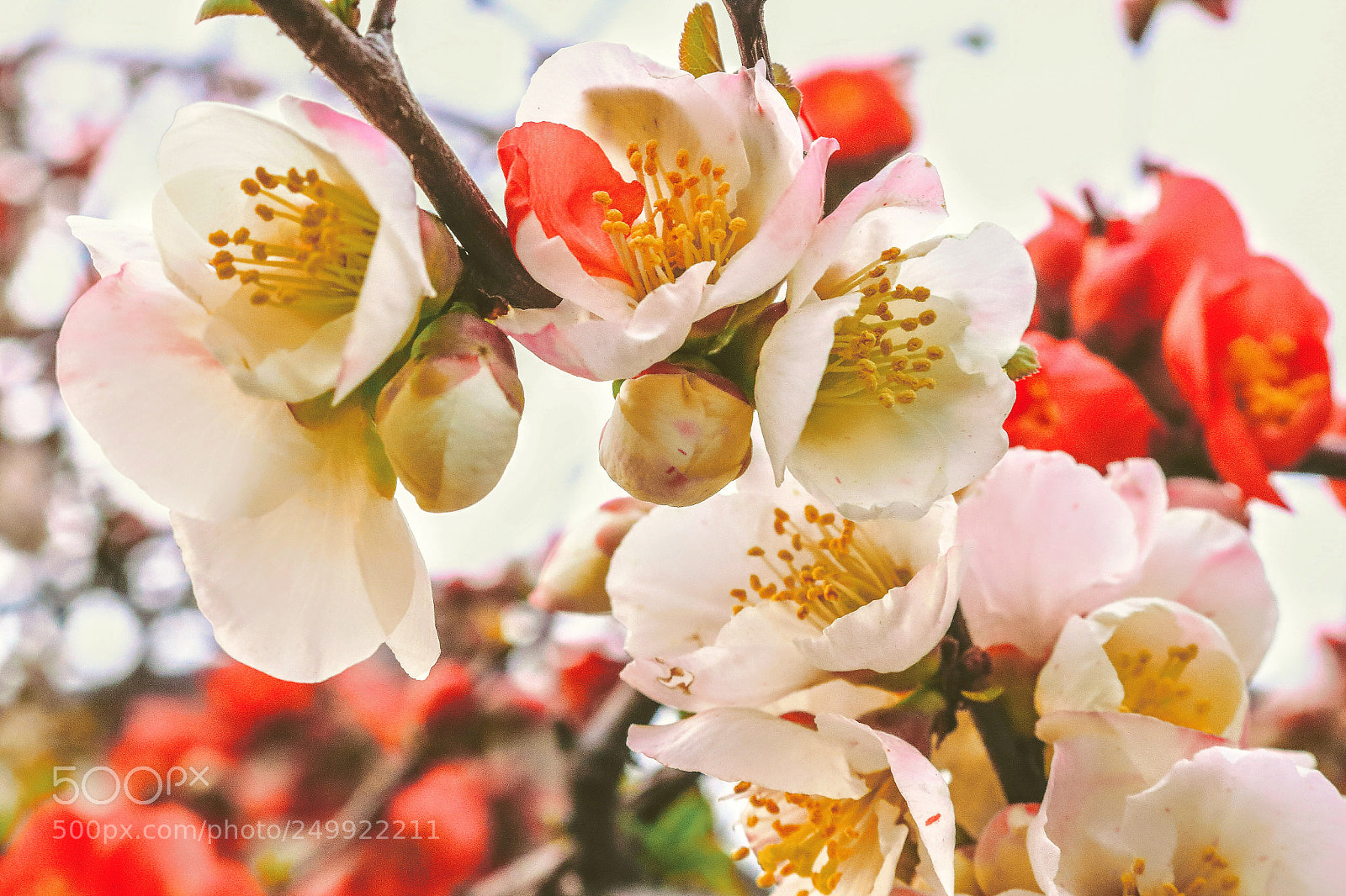 Canon EOS 100D (EOS Rebel SL1 / EOS Kiss X7) sample photo. Can be mixed photography
