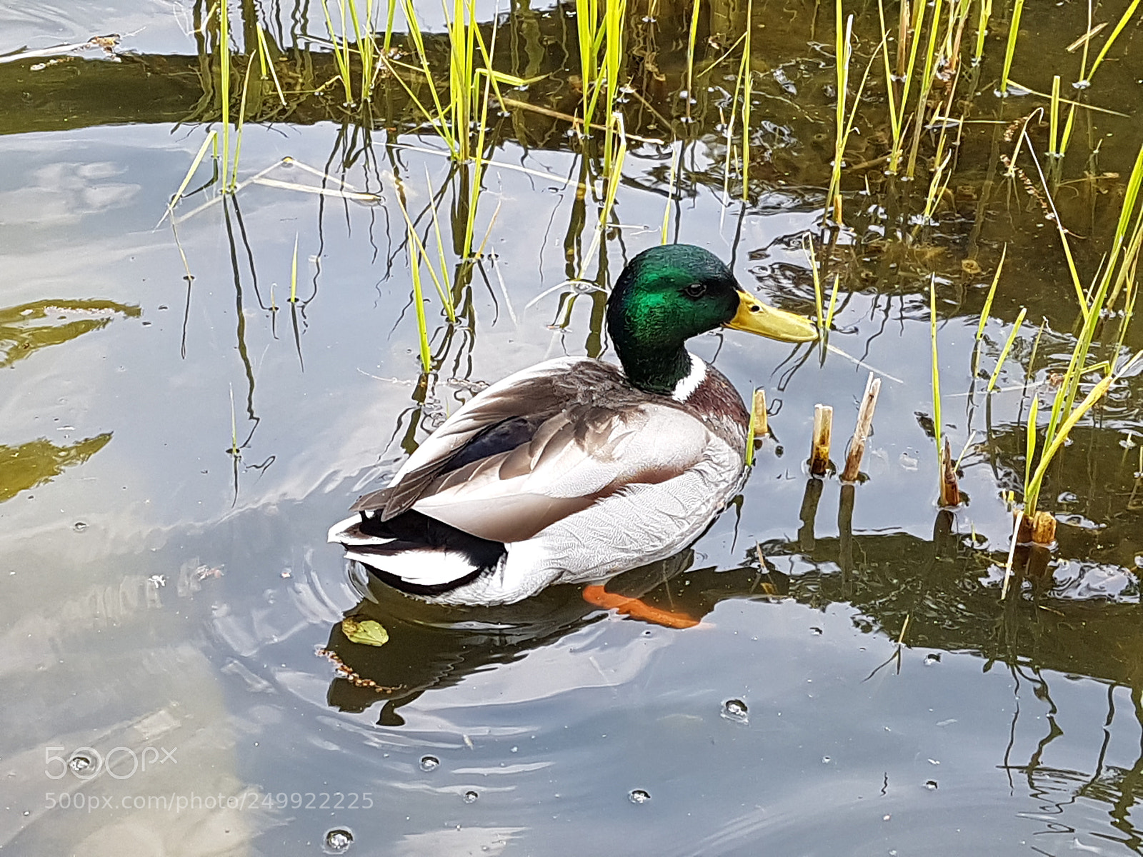 Samsung Galaxy S7 sample photo. Hilden stadtpark enten photography