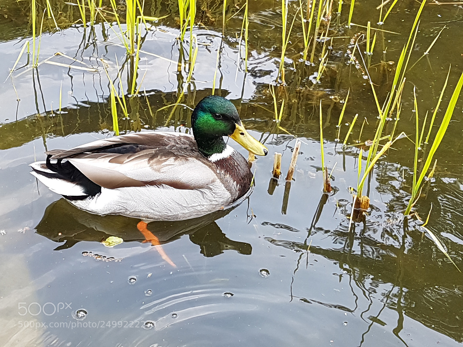 Samsung Galaxy S7 sample photo. Hilden stadtpark enten #2 photography