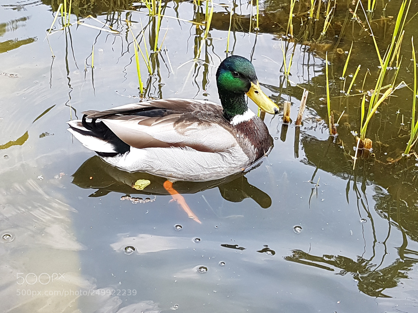 Samsung Galaxy S7 sample photo. Hilden stadtpark enten #3 photography