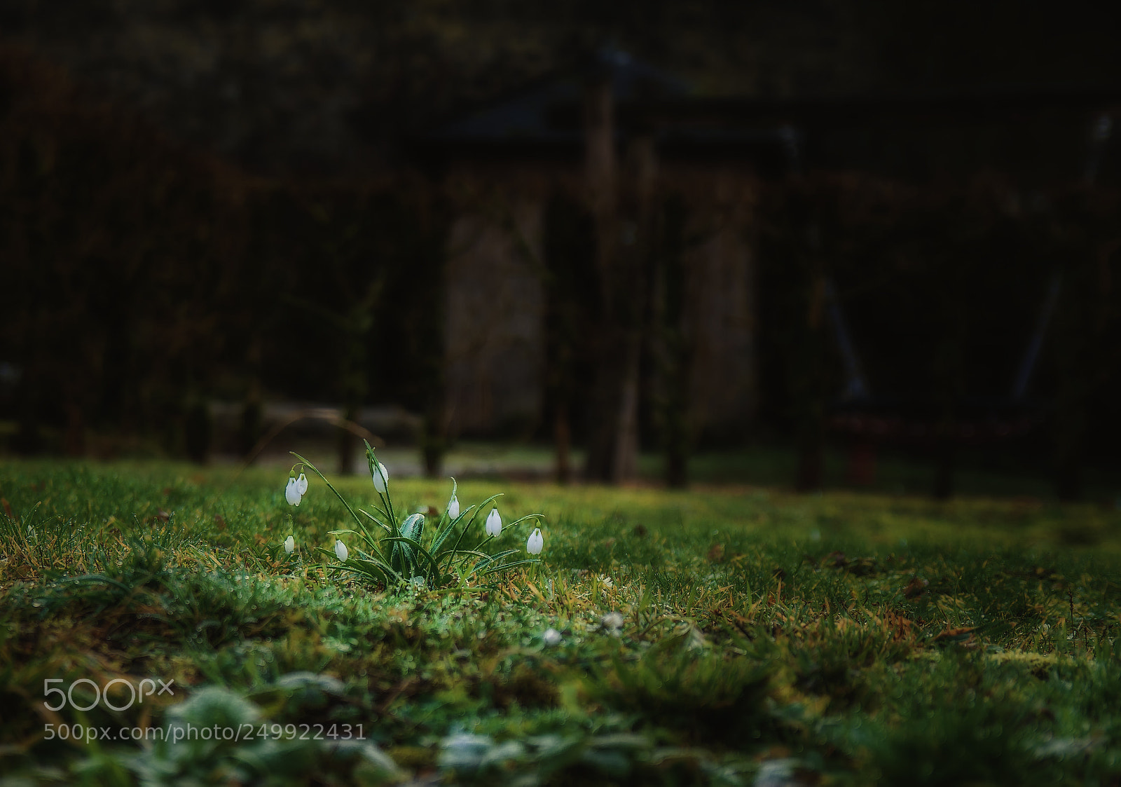 Nikon D7100 sample photo. Snowdrops photography