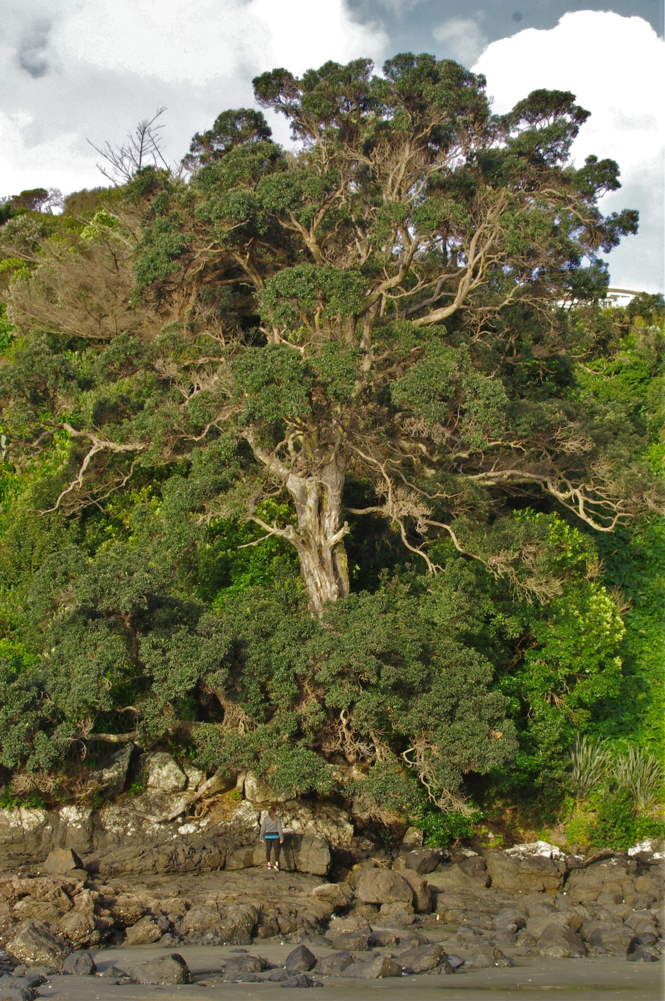 Pentax K-r sample photo. Tree. photography