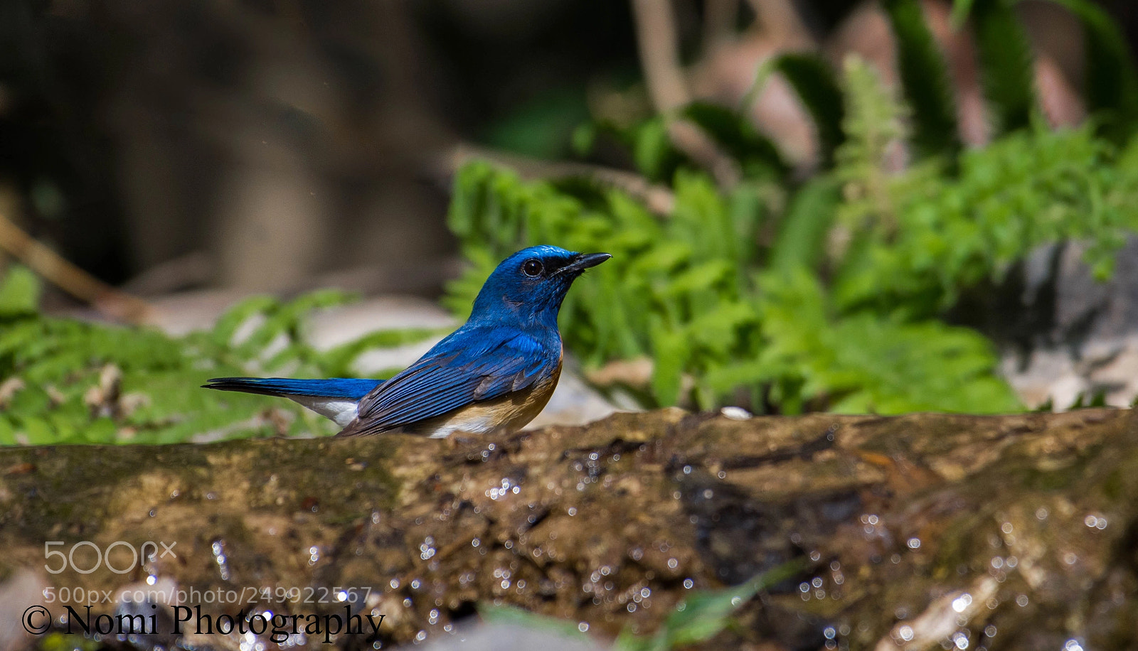Nikon D7200 sample photo. Blue-throated-blue-flycatcher photography