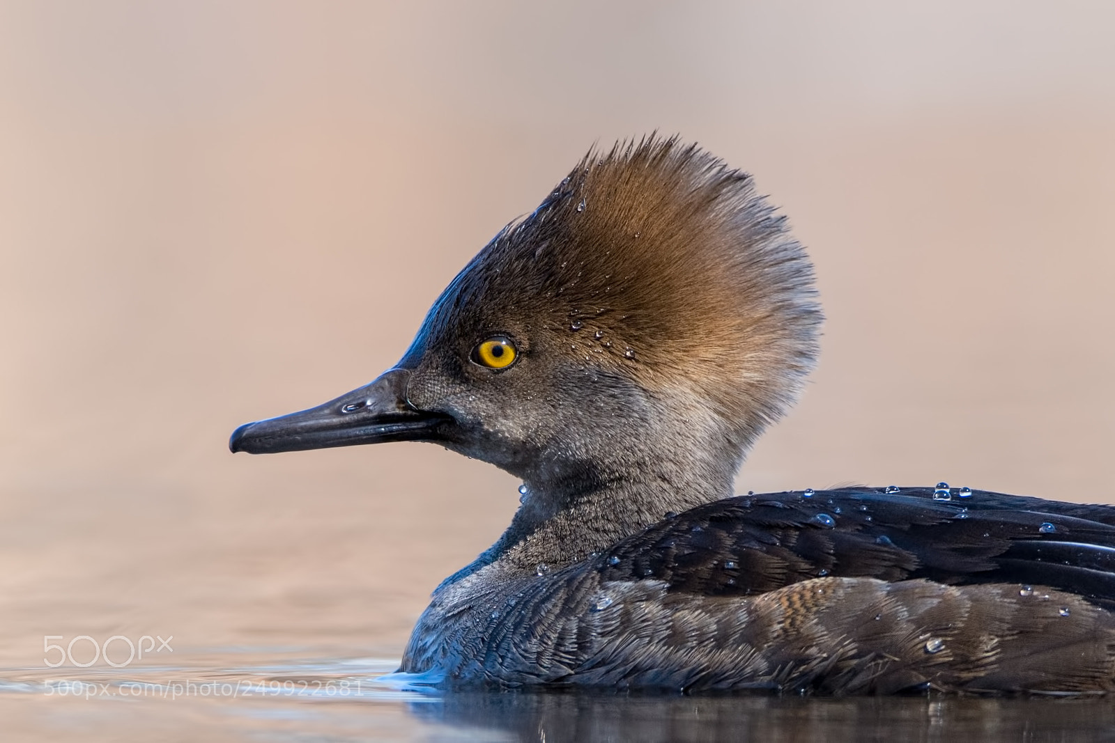 Nikon D7200 sample photo. Hooded merganser portrait photography