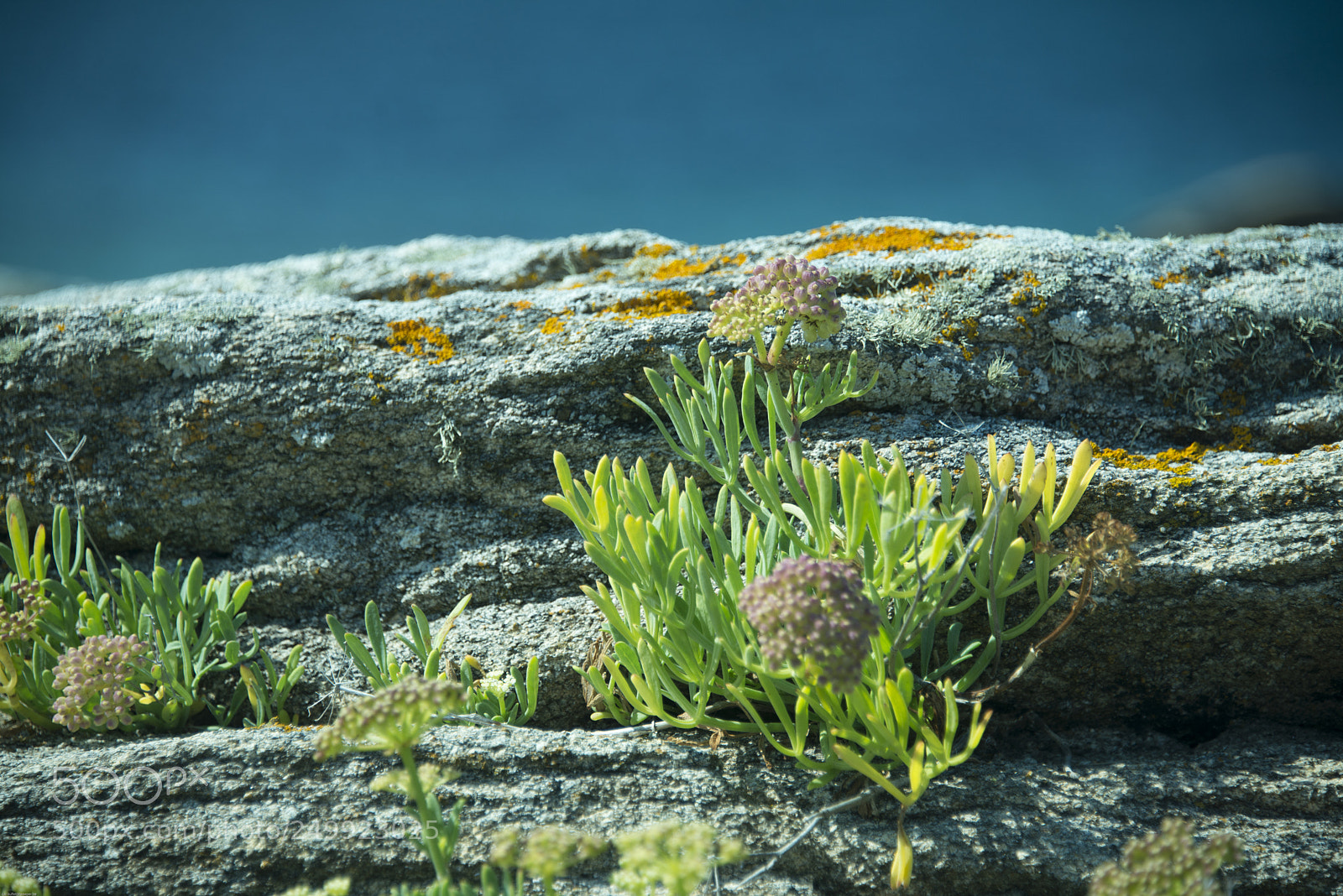 Nikon D800 sample photo. Nature will always win photography