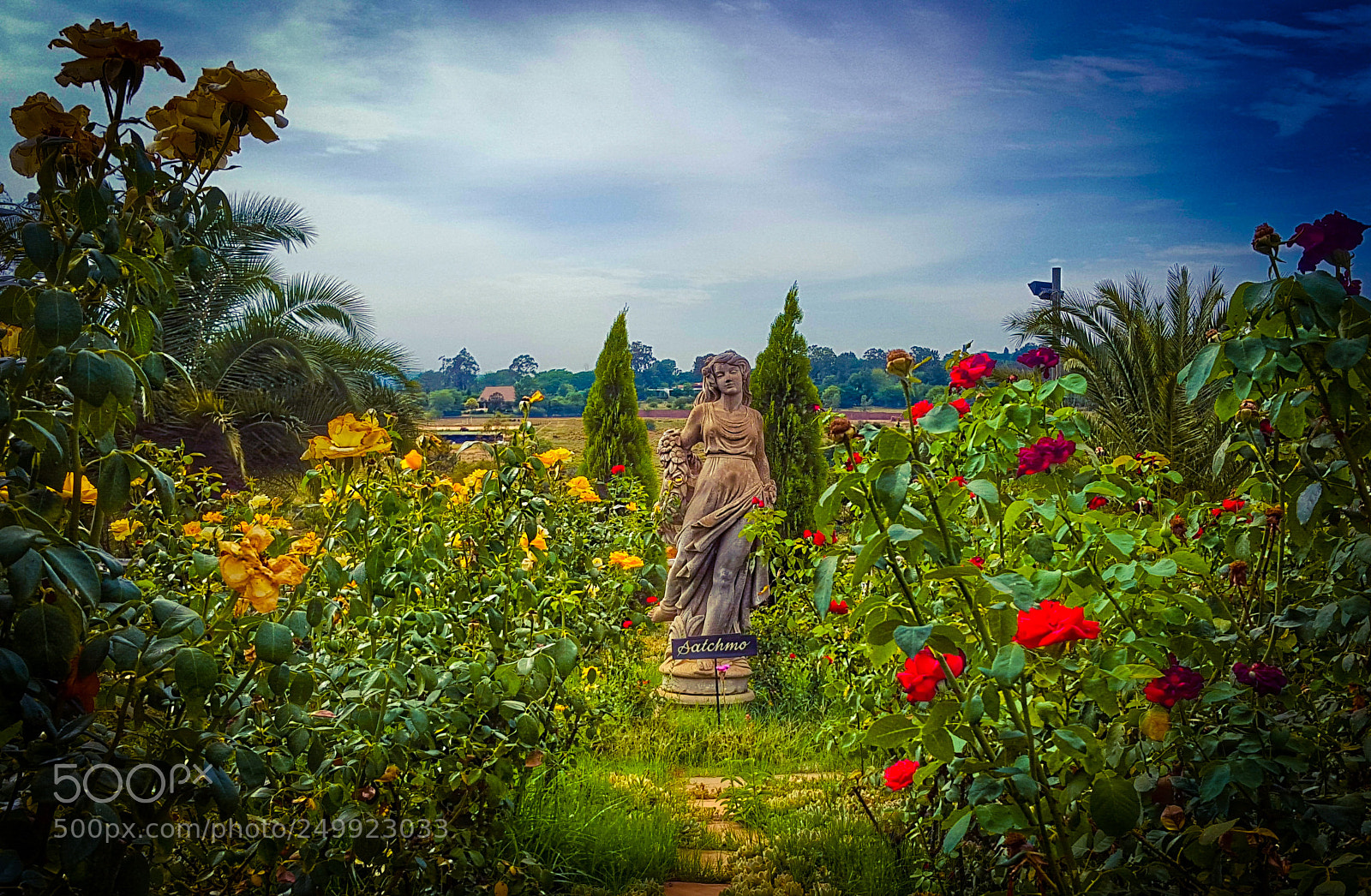 Samsung Galaxy S6 sample photo. Rose garden photography
