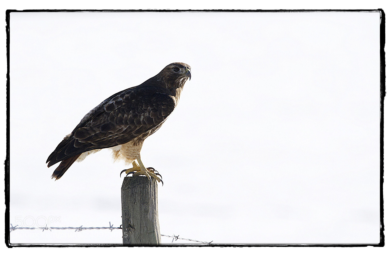 Canon EOS 7D sample photo. Hawk photography