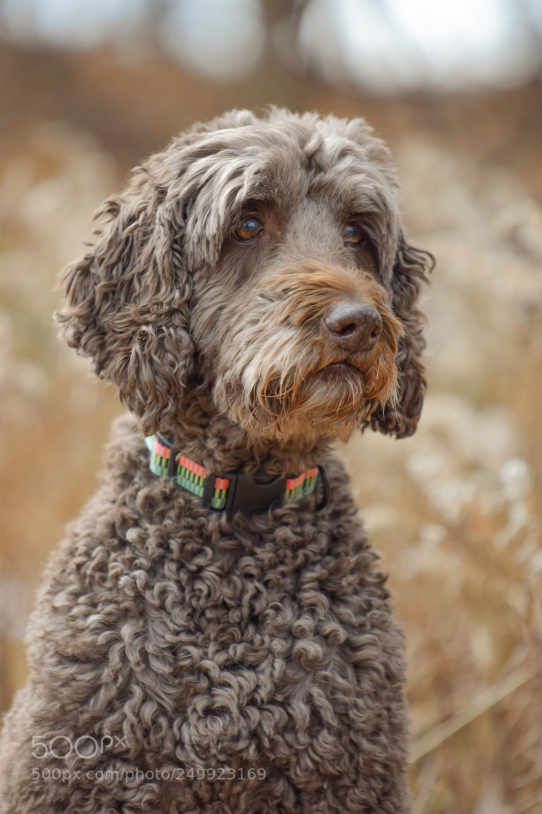 Nikon D3300 sample photo. The most handsome boy! photography
