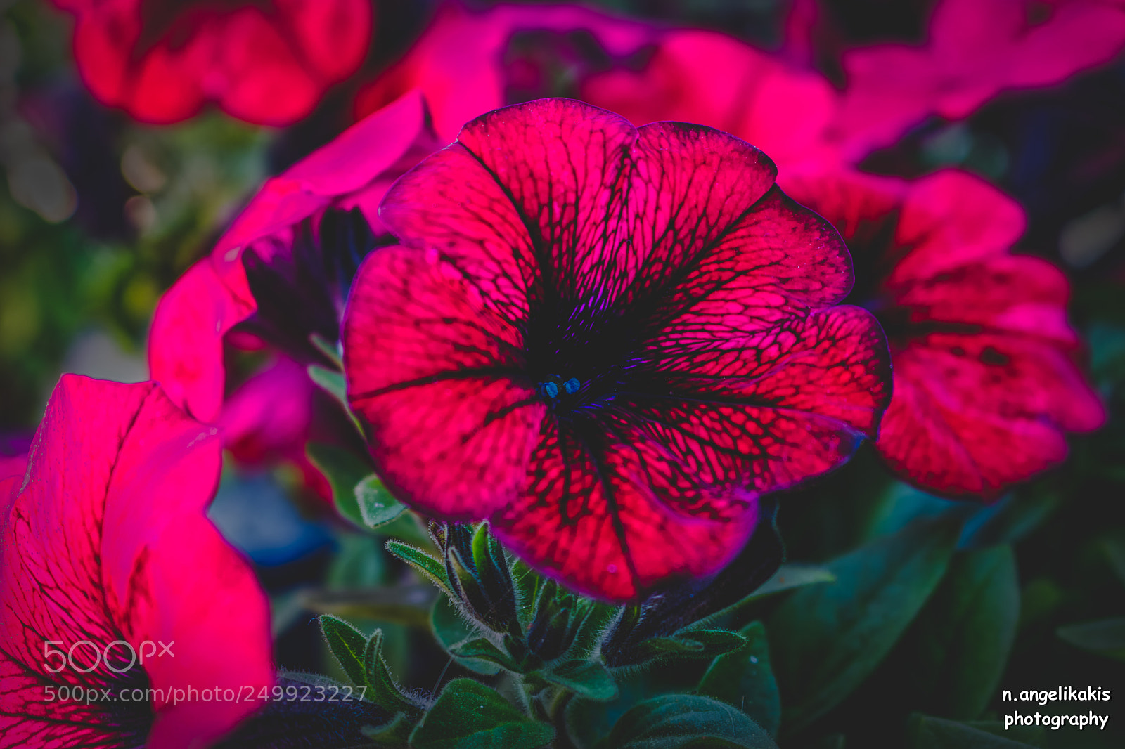 Canon EOS 750D (EOS Rebel T6i / EOS Kiss X8i) sample photo. Beautiful reds photography