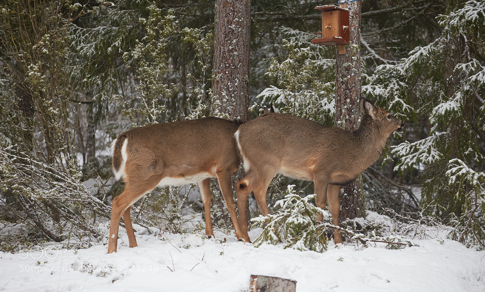 Canon EOS 6D sample photo. Tandem deer photography