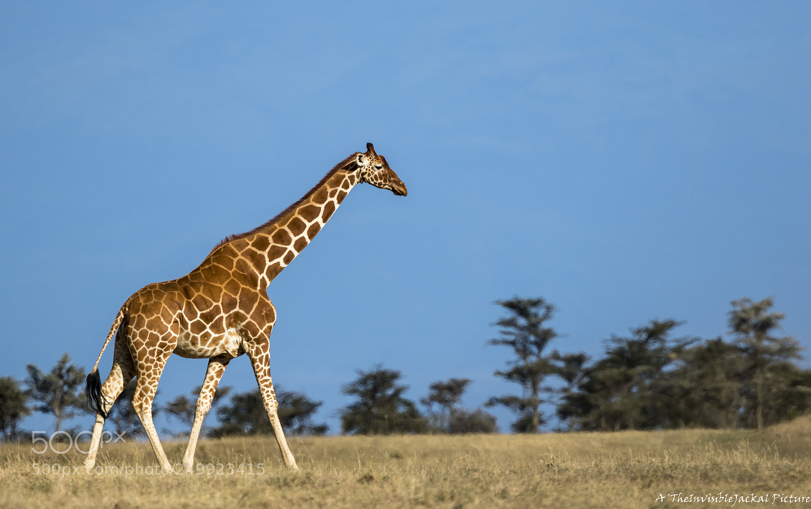 Canon EOS 7D Mark II sample photo. Reticulated giraffe photography