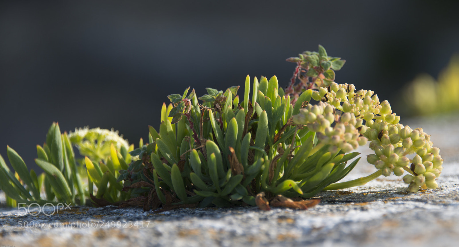Nikon D800 sample photo. Nature will always win 2 photography