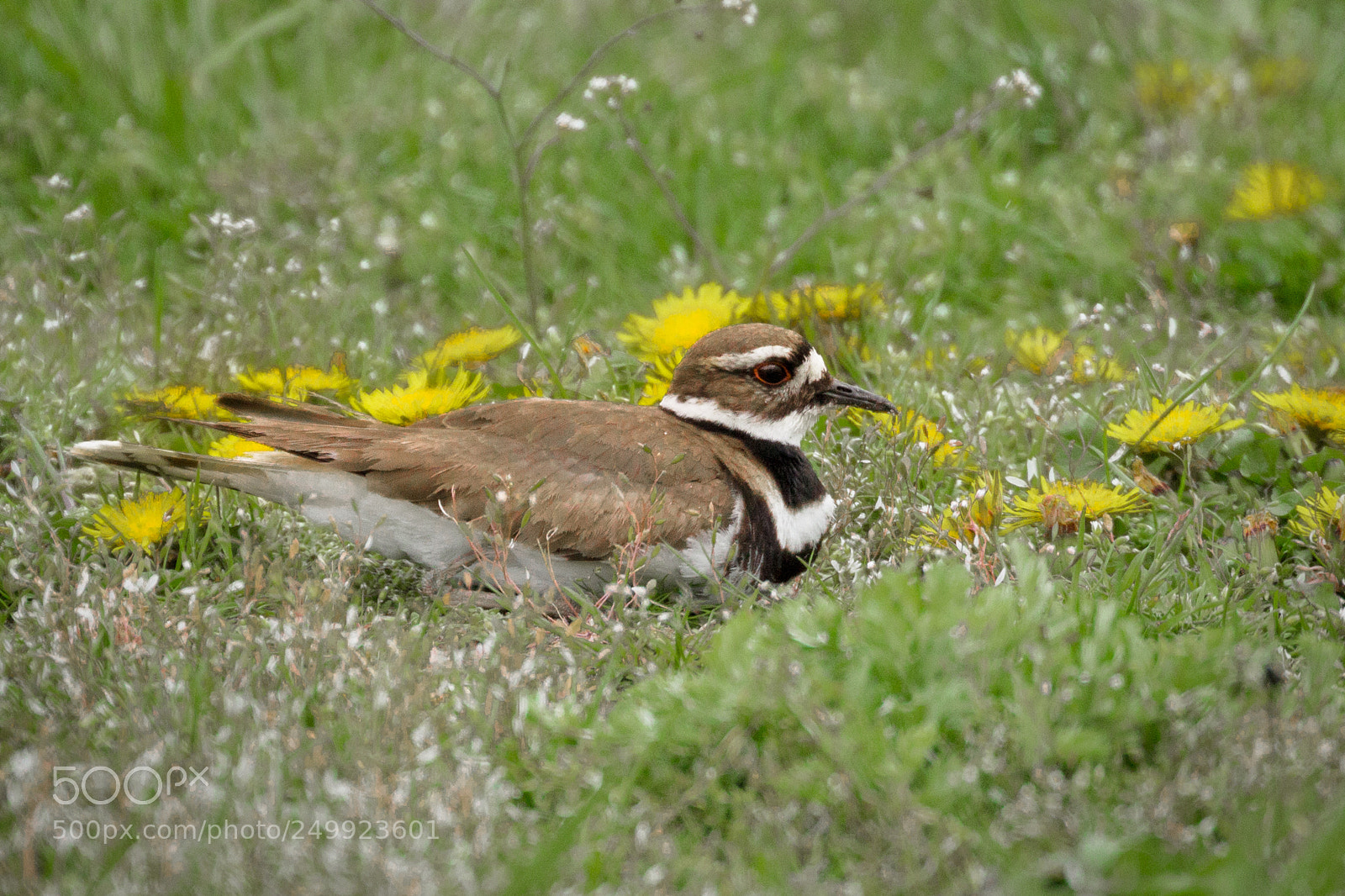 Canon EOS 600D (Rebel EOS T3i / EOS Kiss X5) sample photo. Killdeer photography