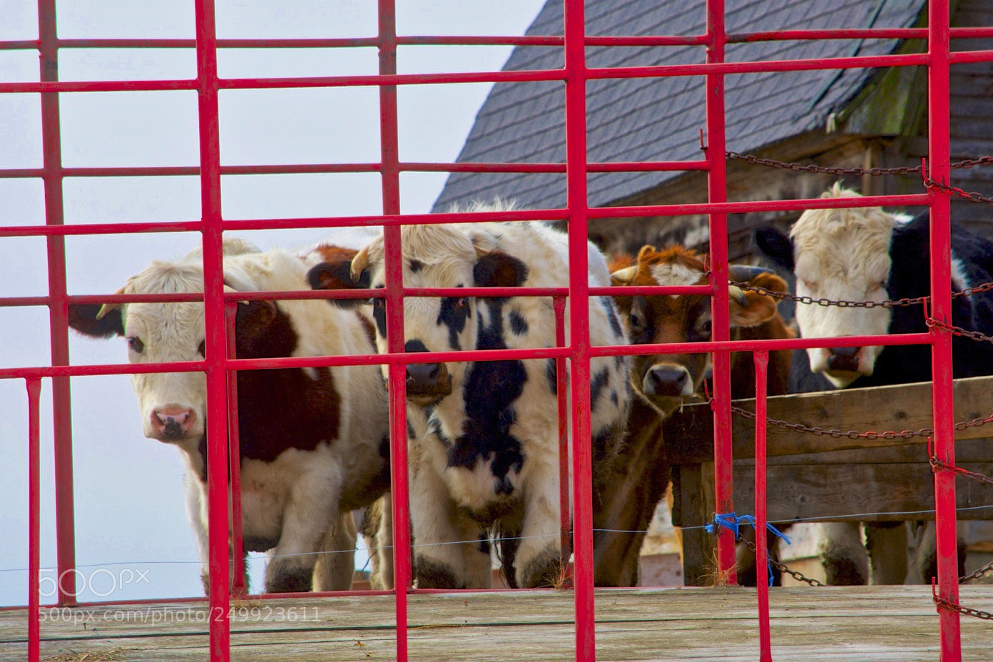 Nikon D500 sample photo. Behind bars photography