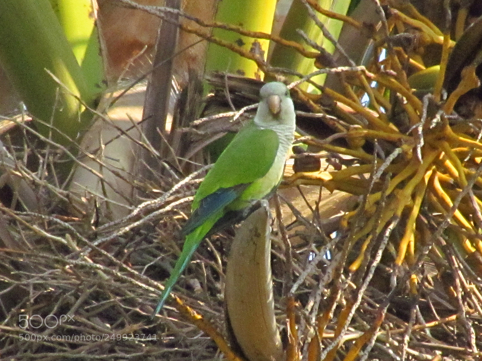 Canon PowerShot SX30 IS sample photo. Cotorro photography