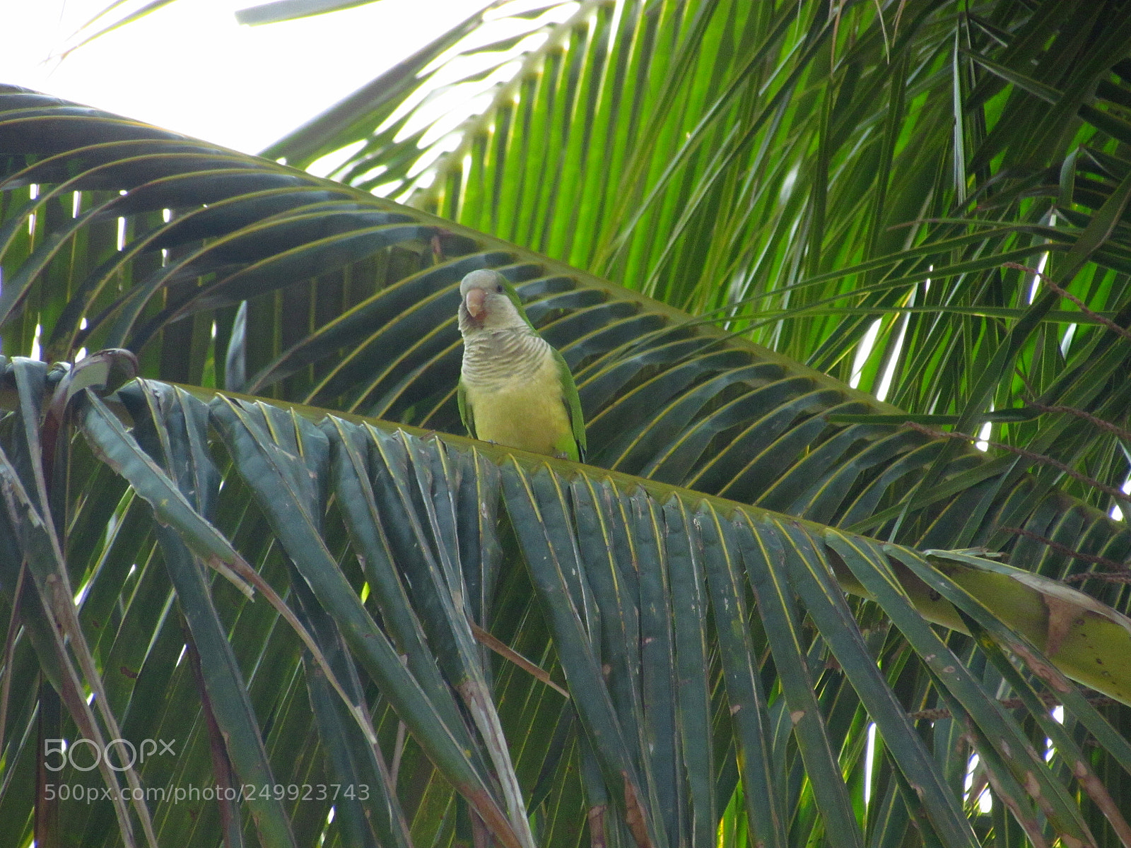 Canon PowerShot SX30 IS sample photo. Cotorro photography